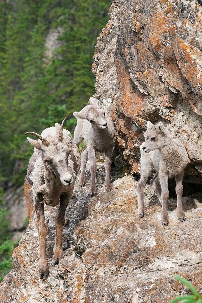 Bighorn Sheep Ewe with young twins